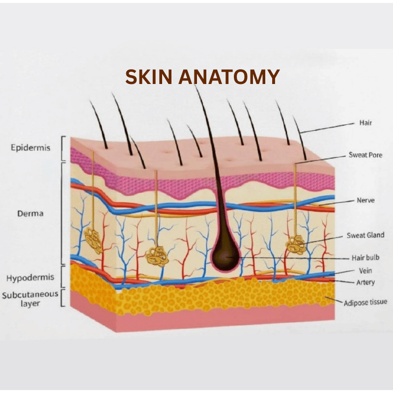 Skin Anatomy